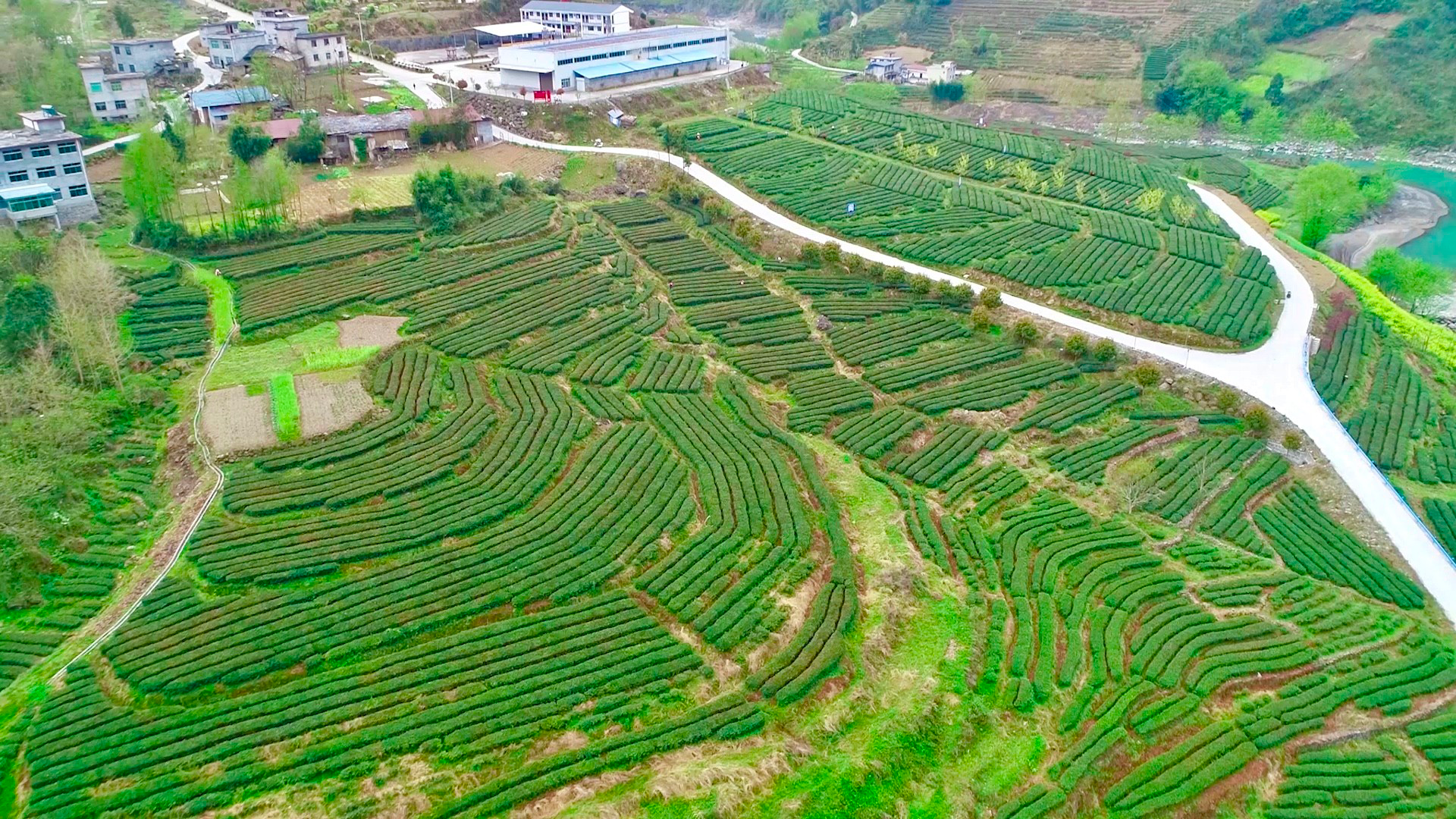 安康富硒茶宣传片图片