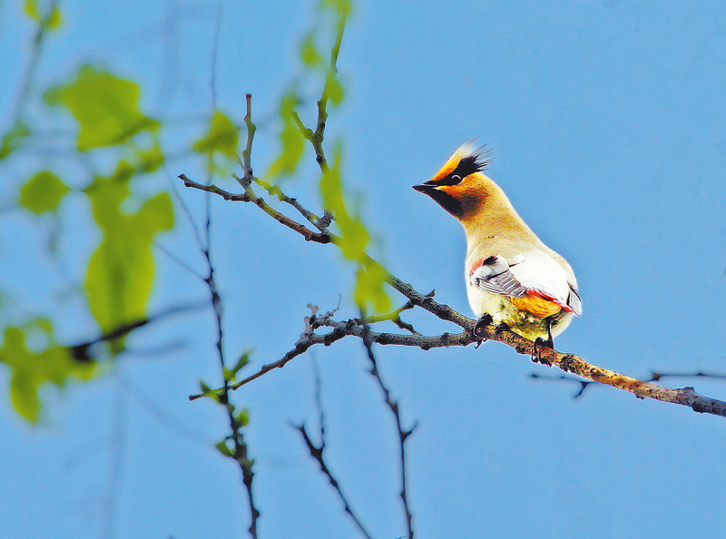 商洛珍稀鸟类探秘之太平鸟