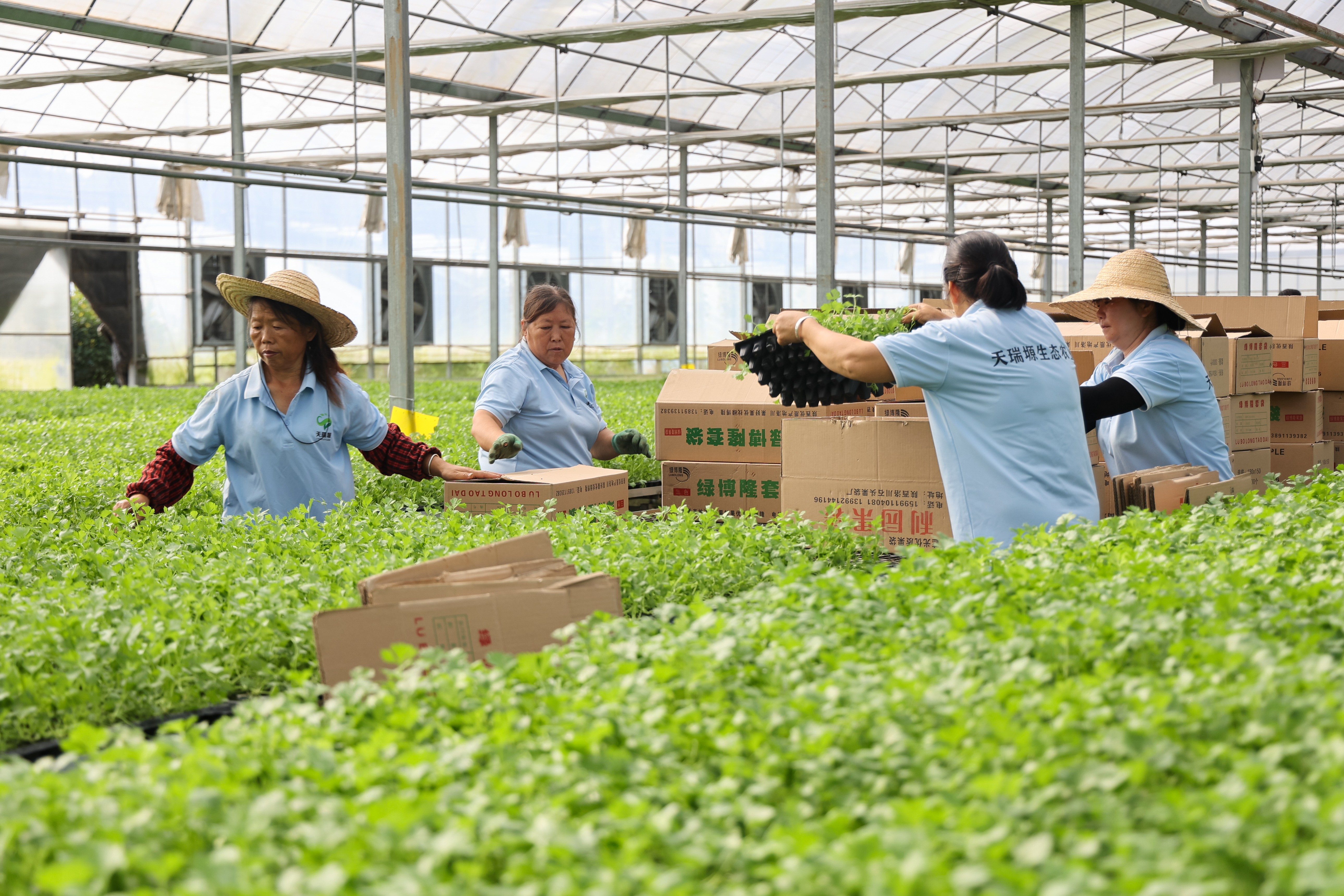 6520余名蔬菜保供基地及各产业联盟村负责人走进冯家坝现代农业园区