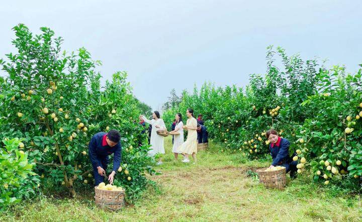 采摘柠檬（郑鲁渝  摄）