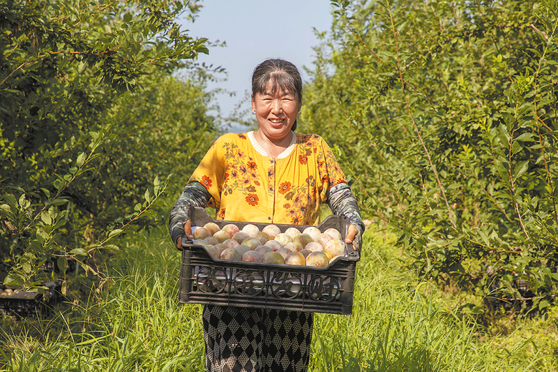 8月2日,在位于华州区高塘镇的渭华现代农业产业园内,“恐龙蛋”水果进入成熟季,这种水果是杏子与李子杂交后的新品种,因其果肉饱满多汁,深受消费者喜爱。
