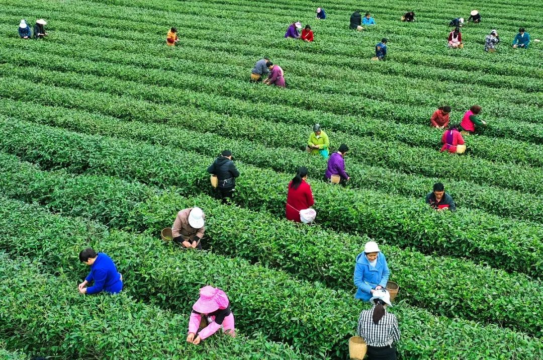04双龙镇龙泉村陕茶一号茶叶园区带动贫困户稳定增收.JPG