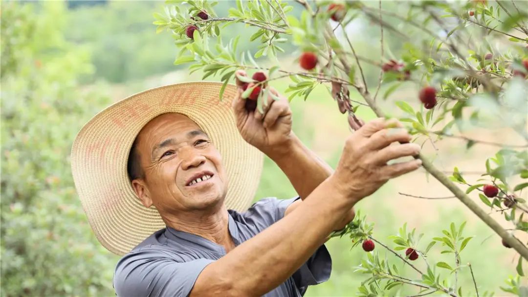 初夏杨梅正憨甜 (6).jpg