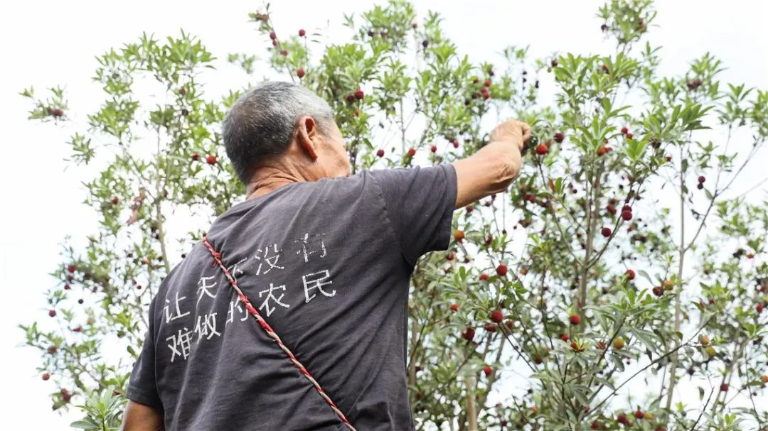 初夏杨梅正憨甜 (5).jpg