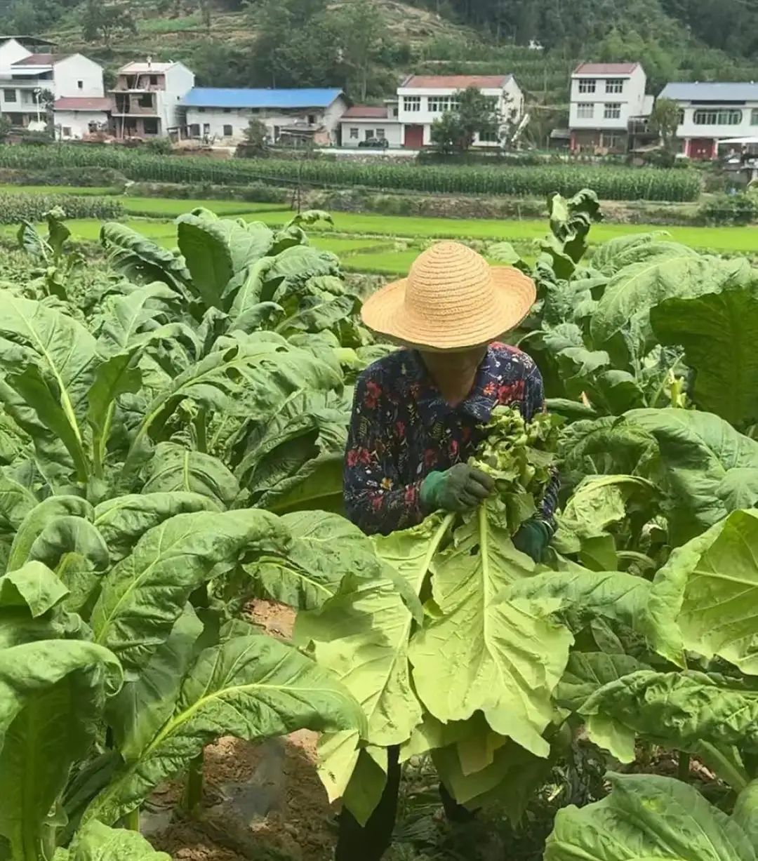 微信图片_2025-08-13_150132_861.jpg
