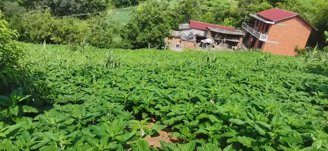 微信图片_2025-08-14_171921_512.jpg