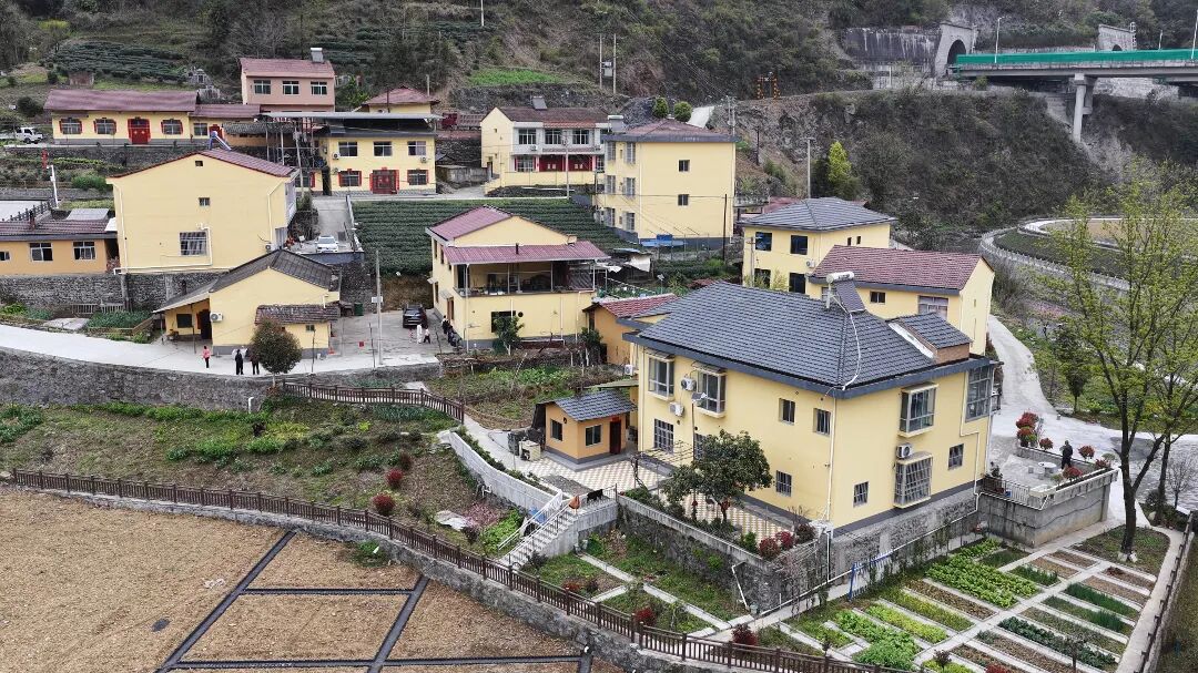 陕南春早茶香溢 茶旅融合引客来 (12).JPG