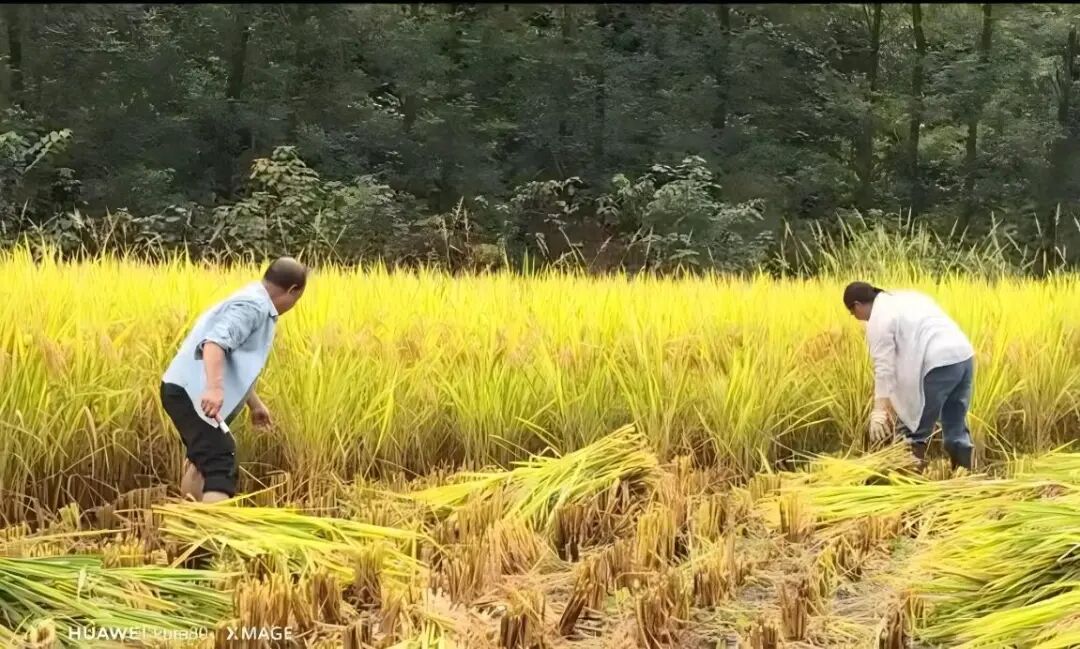 微信图片_20260928103934_373_15.jpg